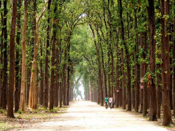 Kushmi Forest